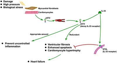 Diagnostic Value of sST2 in Cardiovascular Diseases: A Systematic Review and Meta-Analysis